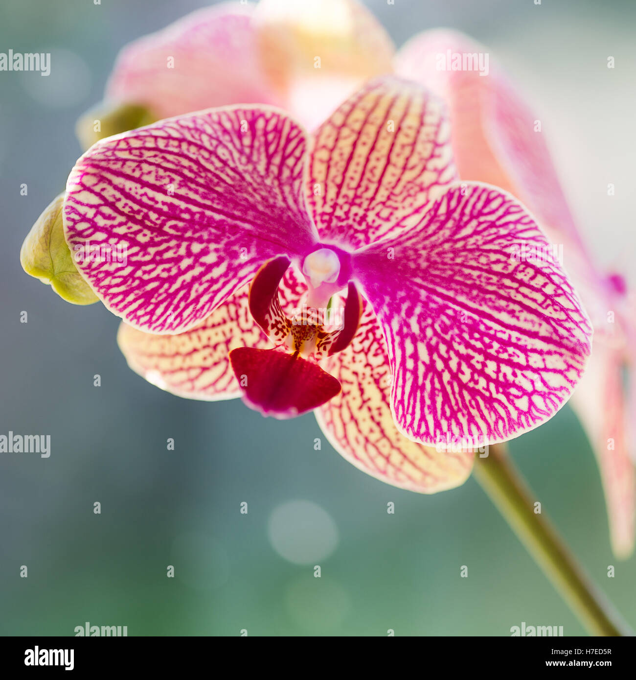 Behorizontal lebendige Bild eines einzigen rosa Orchidee Autiful quadratisches Bild einer hübschen rosa Orchidee mit einem weichen Bokeh-Hintergrund Stockfoto