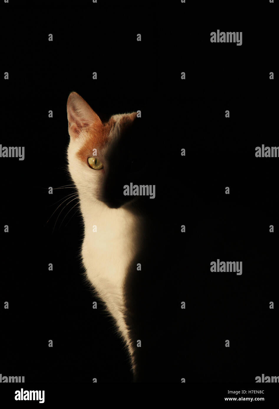 der Schatten einer Katze Stockfoto