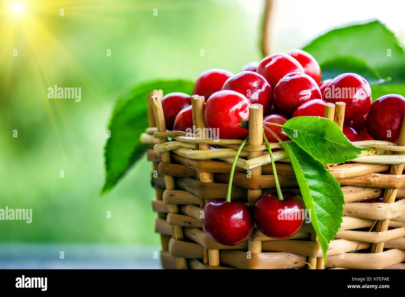 Kirschen in einem Korb im Freien im Garten Stockfoto