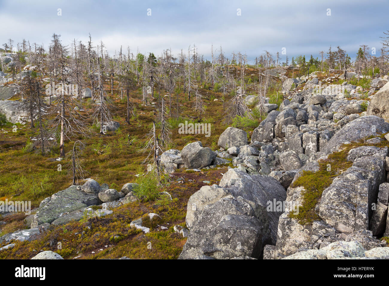 Naturlandschaft Berg Vottovaara nach langjähriger Waldbrand. Karelien, Russland Stockfoto