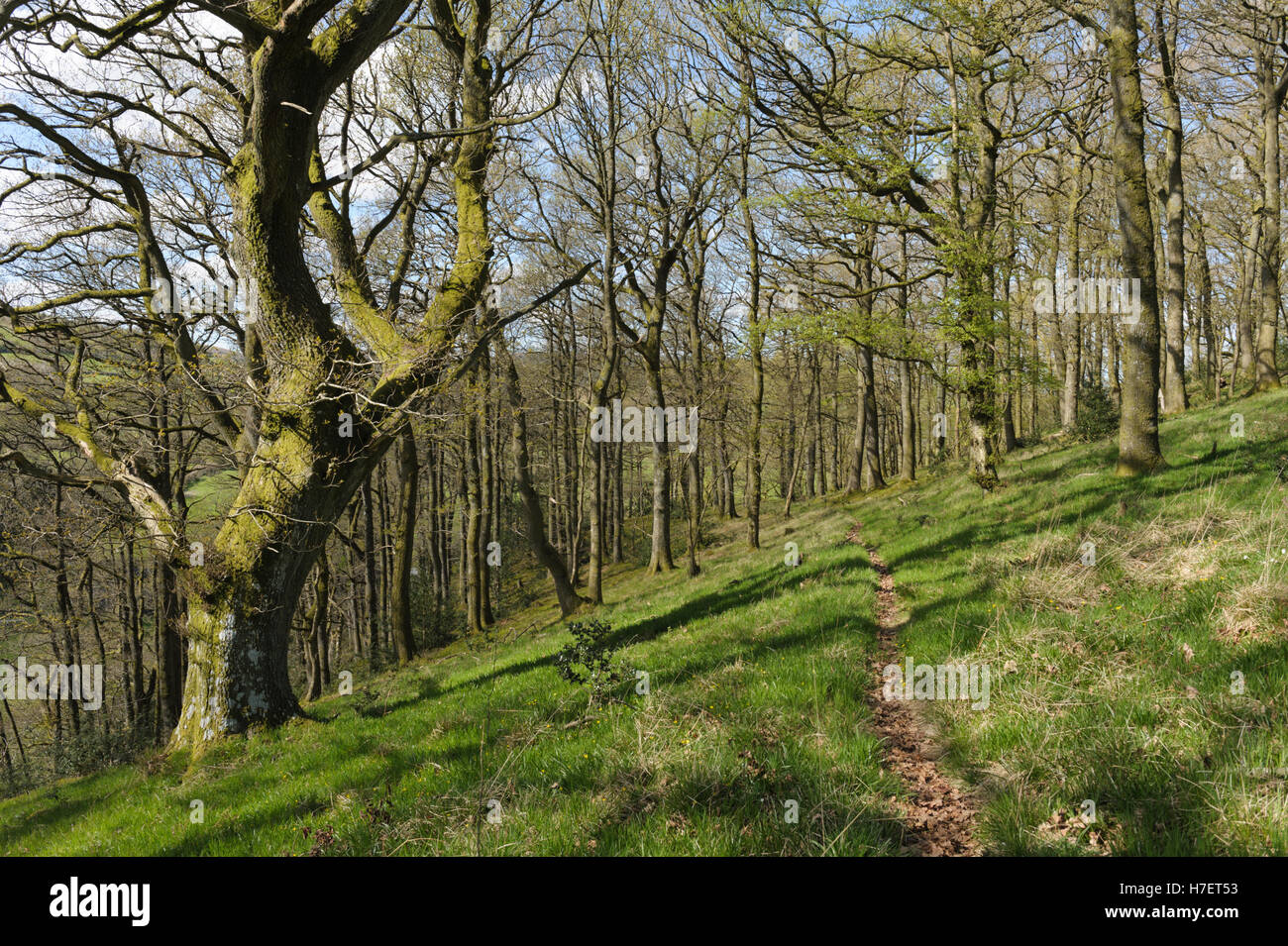 Wald an der Grenze zu Wales in Radnorshire Stockfoto