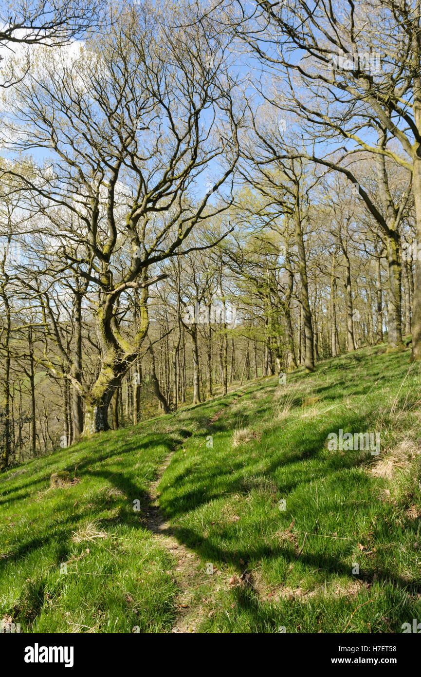 Wald an der Grenze zu Wales in Radnorshire Stockfoto