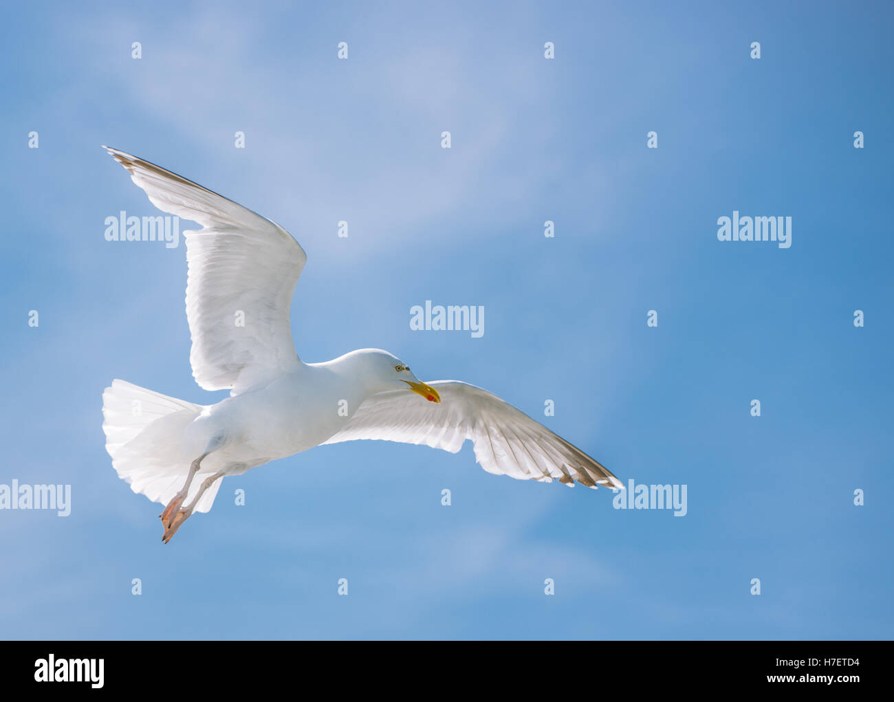 Möwe fliegt hoch in den blauen Sommerhimmel Stockfoto