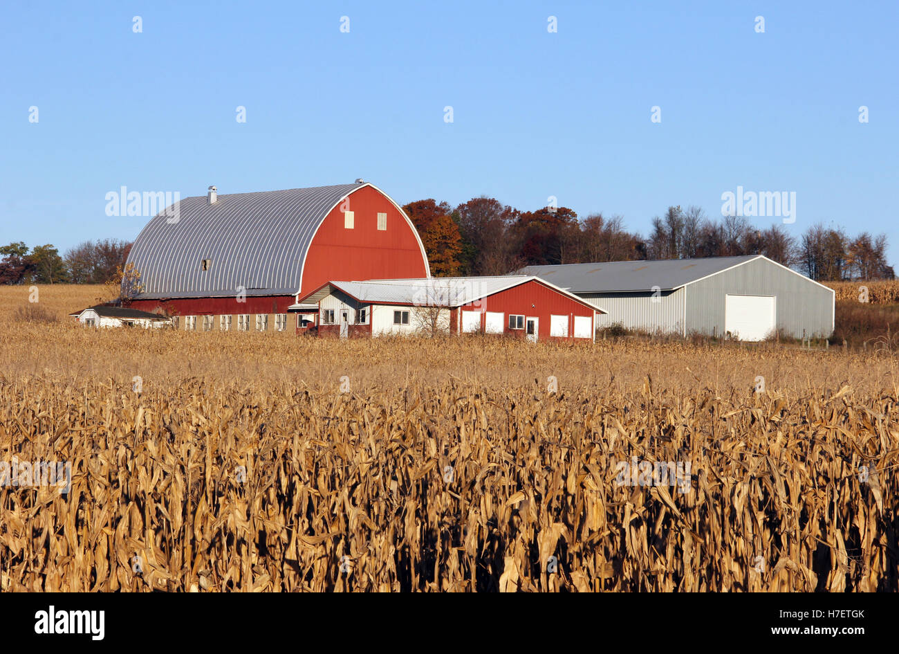 Mais-Feld mit einem Wisconsin Milchviehbetrieb und einem blauen Himmel im Hintergrund Stockfoto