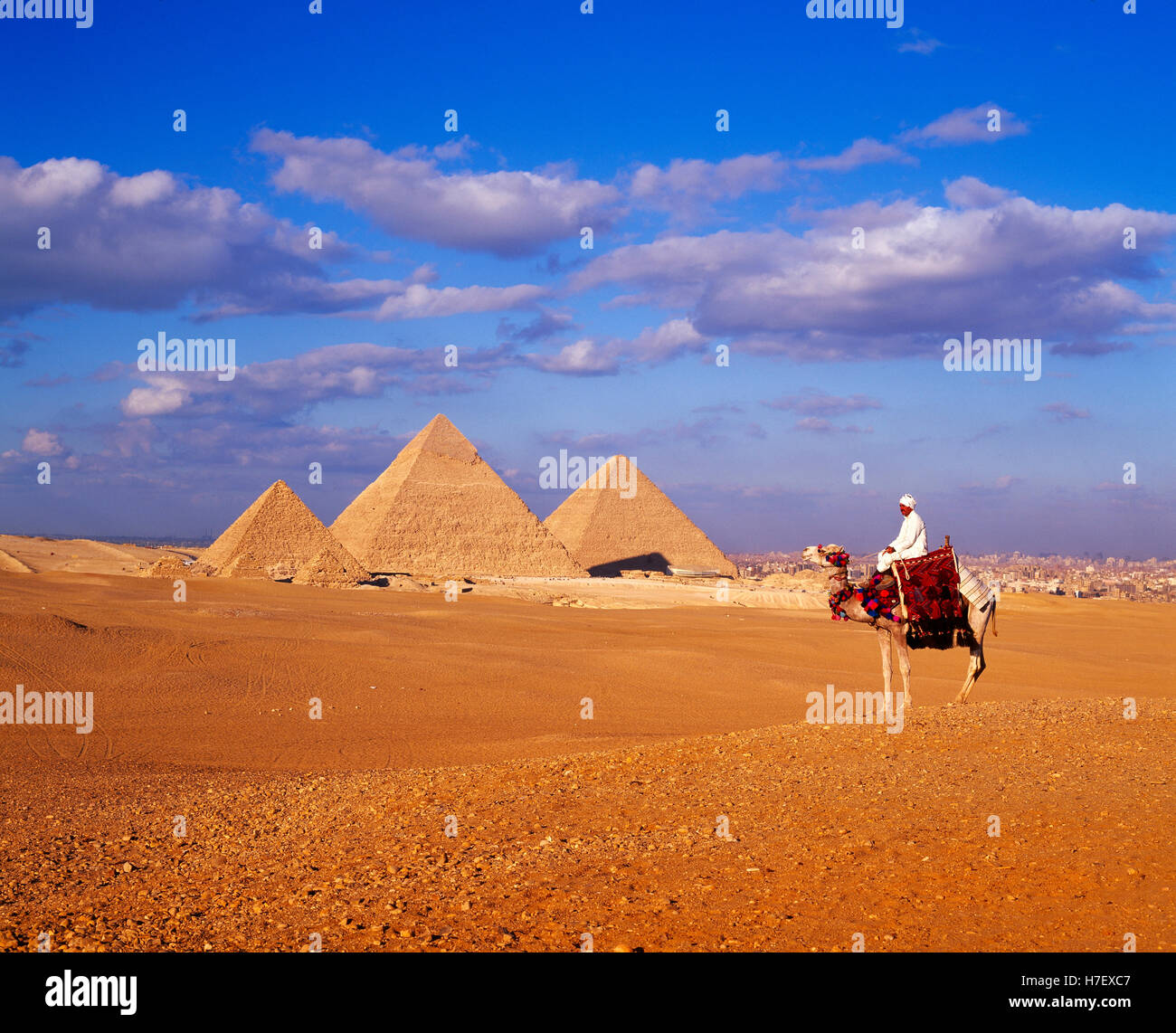 Pyramiden und Kamel, Giza, Ägypten Stockfoto