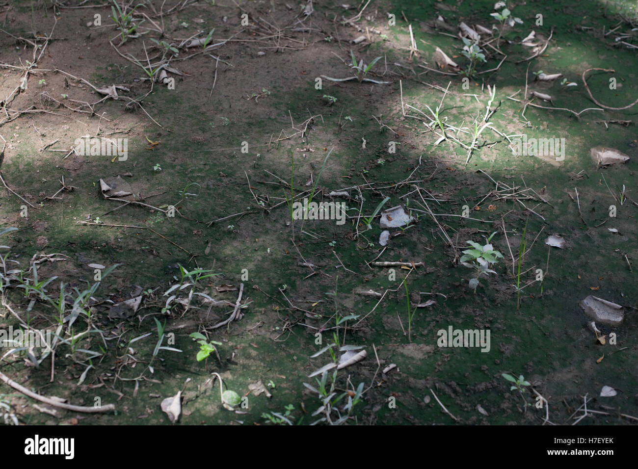 Website von Massengrab in Choeung Ek-Website von the Killing Fields des Genozids in Kambodscha Stockfoto
