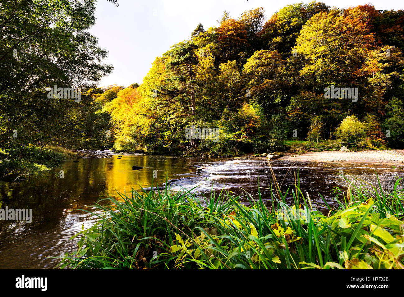 Ein Foto von Allen Banks in Northumberland im Herbst. Stockfoto
