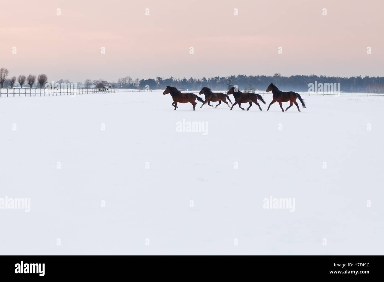 Galoppierende Pferde auf Koppel mit Schnee bedeckt Stockfoto