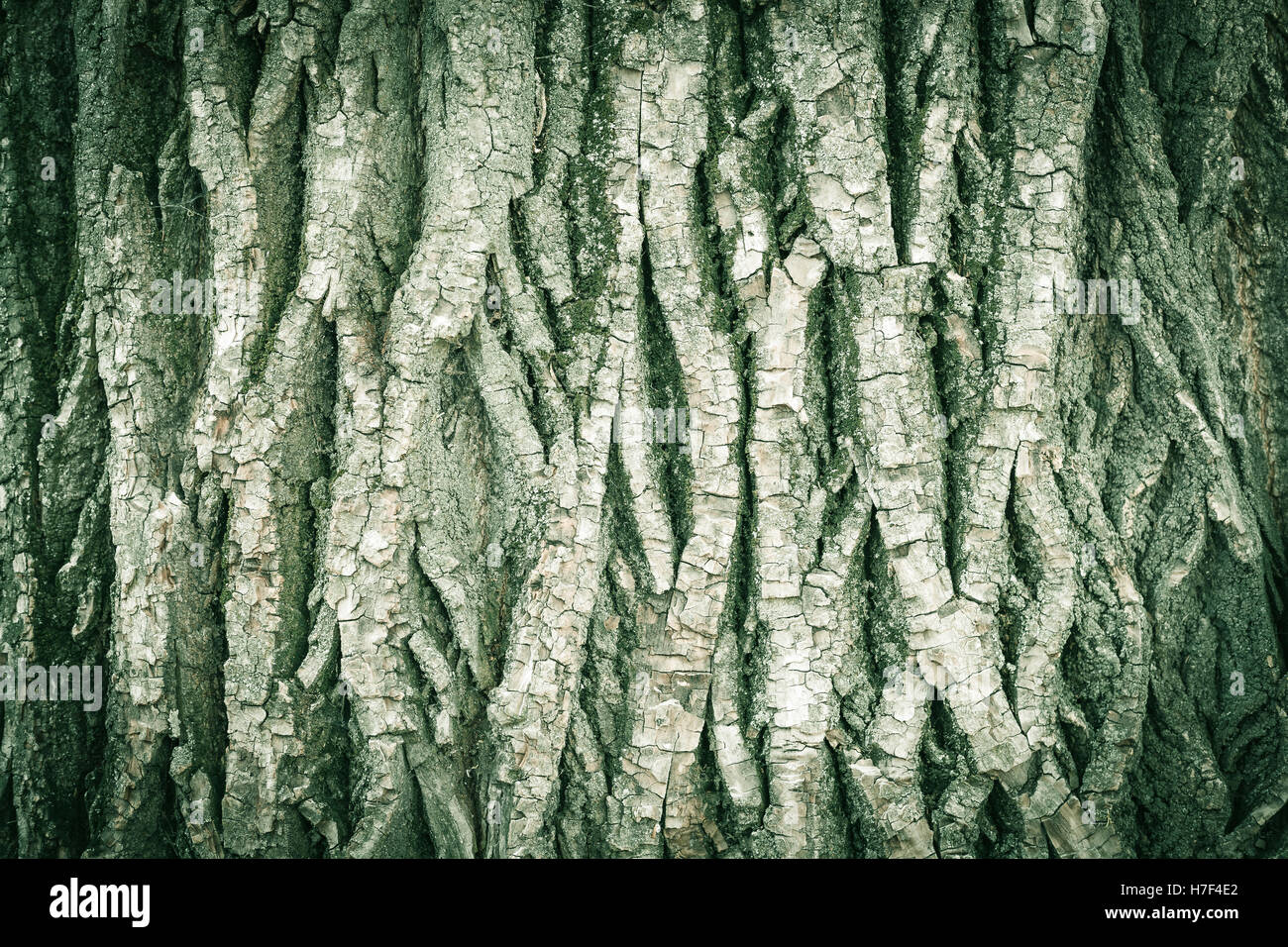 Baum-Rinde grüne Farbe Hintergrund, vertikale Linien, horizontale Ausrichtung, vignette Stockfoto