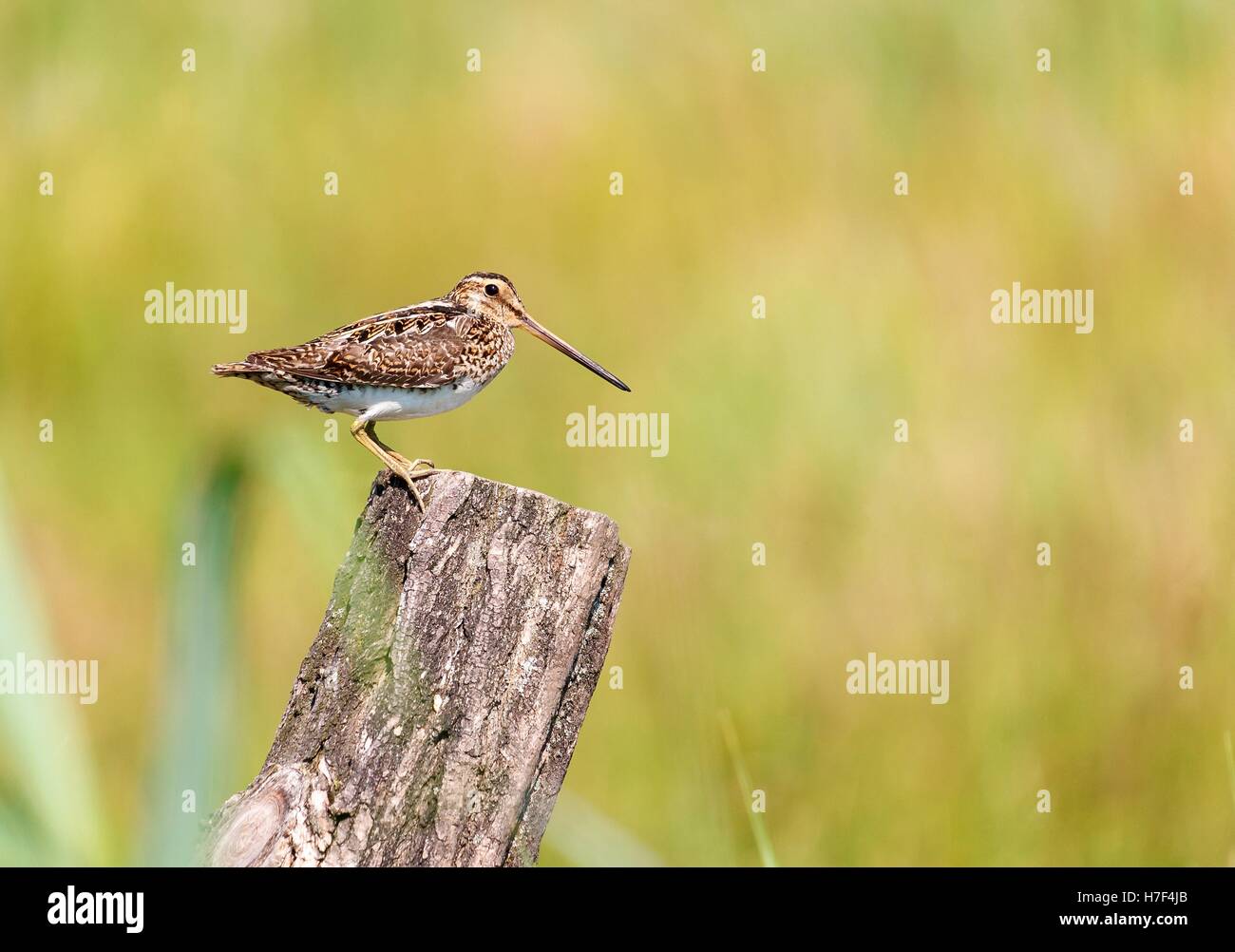 Gemeinsamen Snipe Vogel sitzend auf Baumstamm, unscharfen Hintergrund Stockfoto