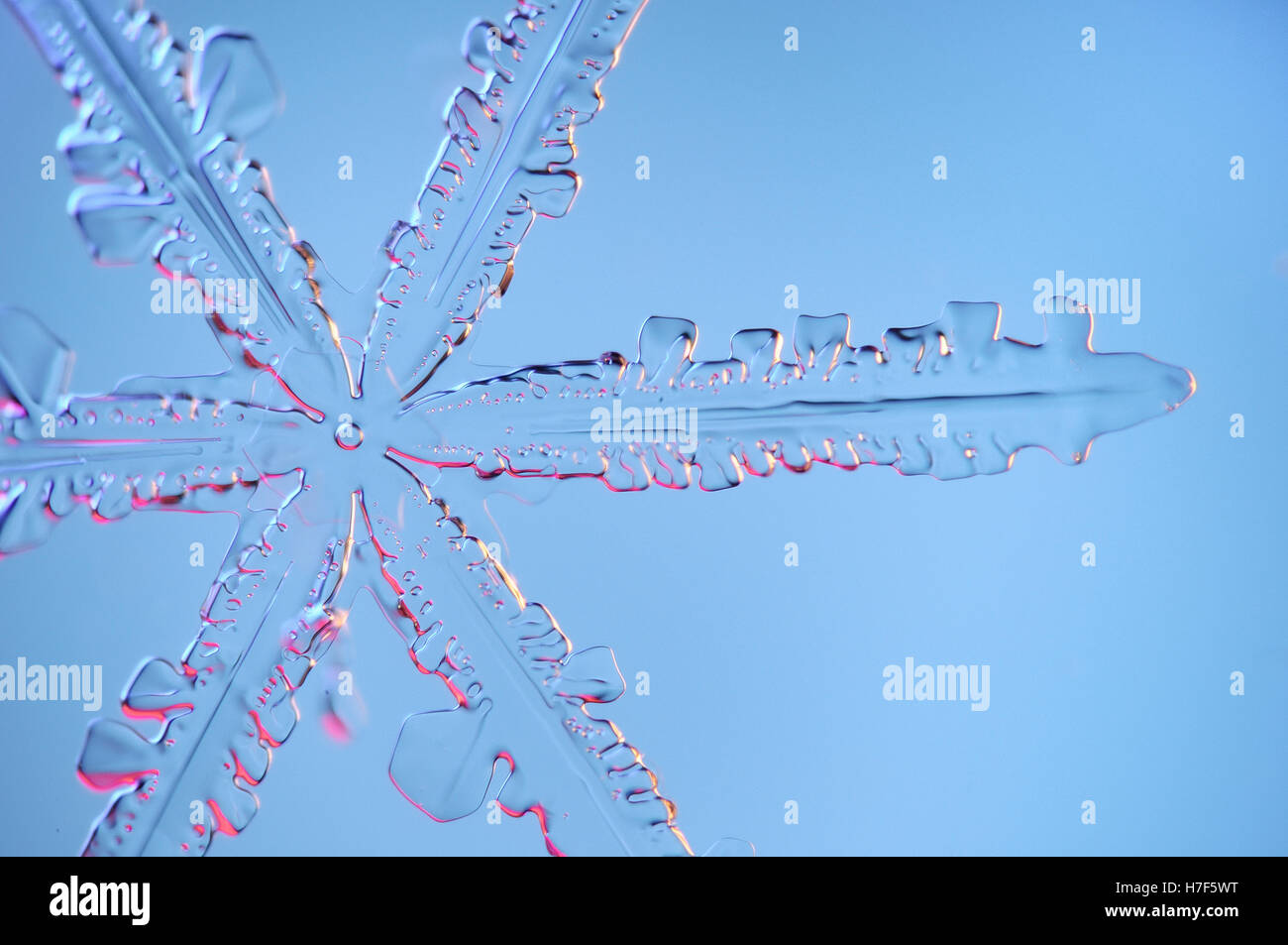 Schneeflocke unter Mikroskop vergrößert Stockfoto