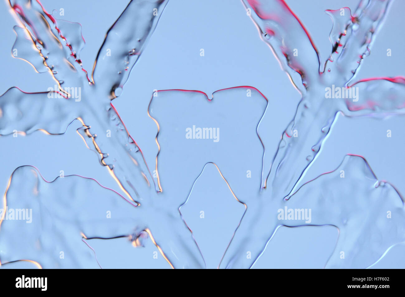 Schneeflocke unter Mikroskop vergrößert Stockfoto