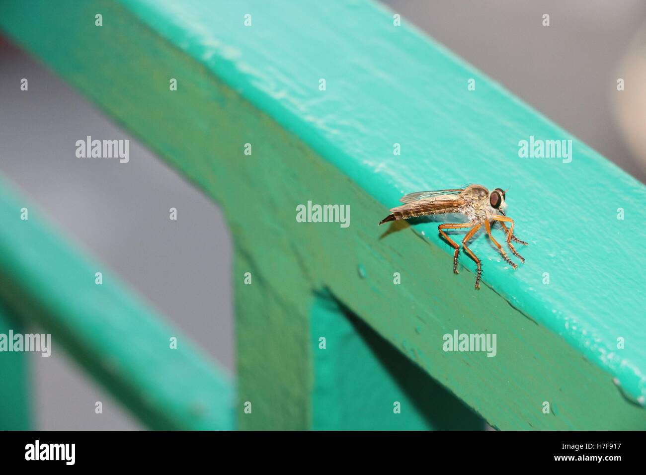 Große Moskito in hoher Auflösung verfügbar und verschiedenen Größen entsprechend die Anforderungen Ihres Projekts Stockfoto