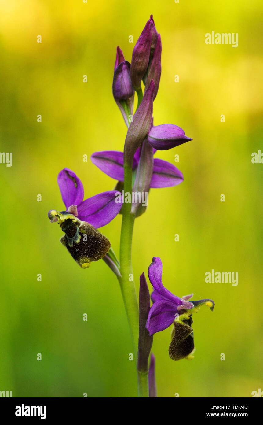 Wild Orchid Hybrid Oprhys X Turiana Blumen Profil sonnenbeschienenen Hintergrund Stockfoto