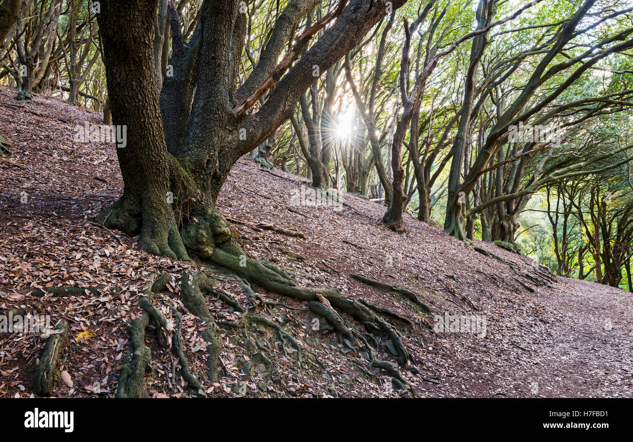 Sonnenlicht scheint durch einen Hügel Wald in Exmoor National park Stockfoto