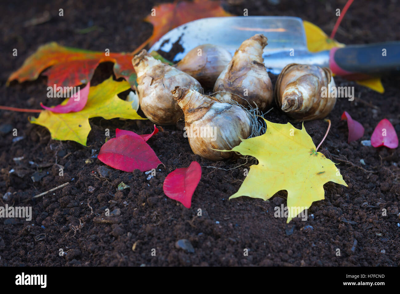 Narzissen Einpflanzen in der Herbst-Garten. Selektiven Fokus mit einem Spezial-Objektiv erreicht. Stockfoto