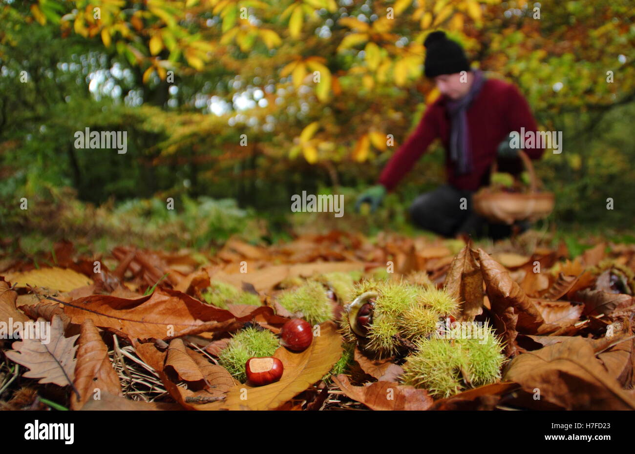 Frisch gefallenen Kastanien (Castanea sativa) vom Boden eines englischen Wald an einem strahlenden Herbsttag (Oktober), UK gesammelt Stockfoto