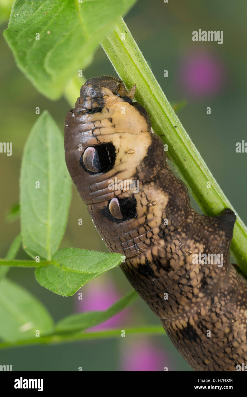 Mittlerer Weinschwärmer, Raupe, Frisst ein Weideröschen, Deilephila Elpenor, Elephant Hawk-Moth, Elephant Hawkmoth, Raupe, Stockfoto