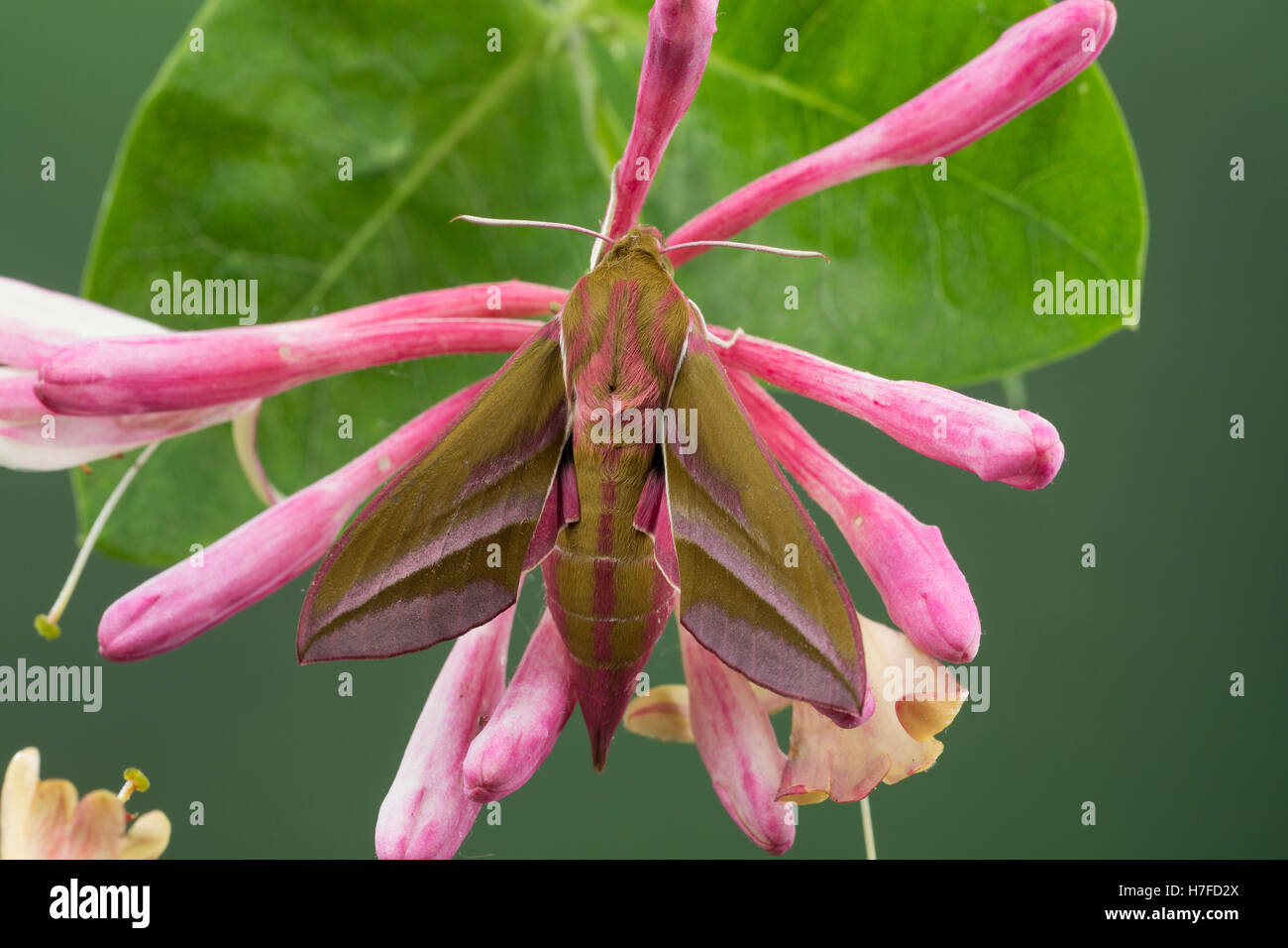 Mittlerer Weinschwärmer, Deilephila Elpenor, Elephant Hawk-Moth, Elephant Hawkmoth, Le Grand Sphinx De La Vigne, Schwärmer, Sphi Stockfoto