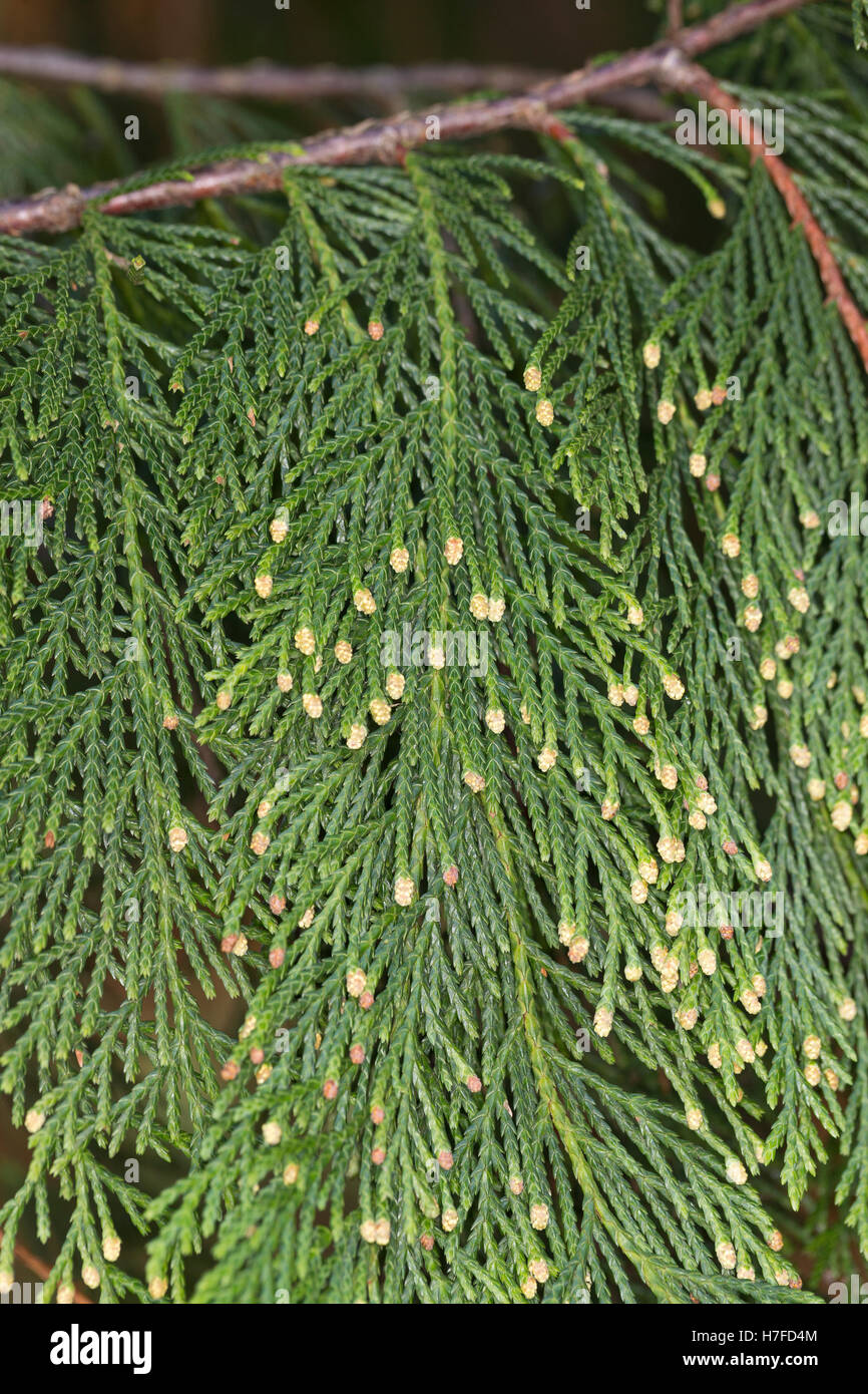 Nutka-Scheinzypresse, Nootka-Scheinzypresse, Alaska-Zeder, Alaskazeder, Xanthocyparis Nootkatensis, Chamaecyparis Nootkatensis Stockfoto