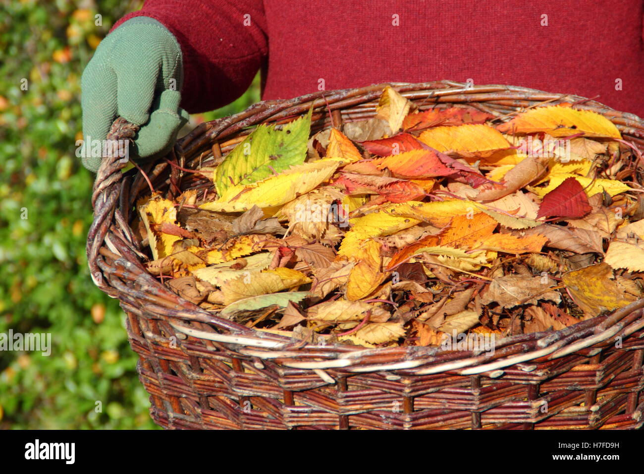 Gefallenen Blätter im Herbst (zierpflanzen Cherry - prunus) sind durch einen männlichen Gärtner aus einem Vorort Garten in einen Korb auf einem hellen Oktober Tag gemacht, Großbritannien Stockfoto