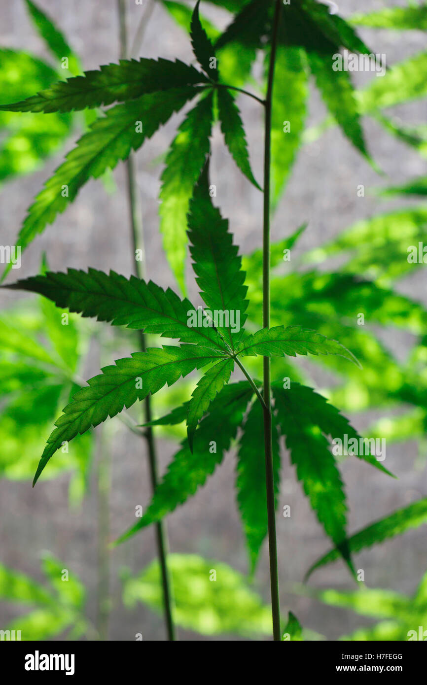 Hanf (Cannabis) Stockfoto