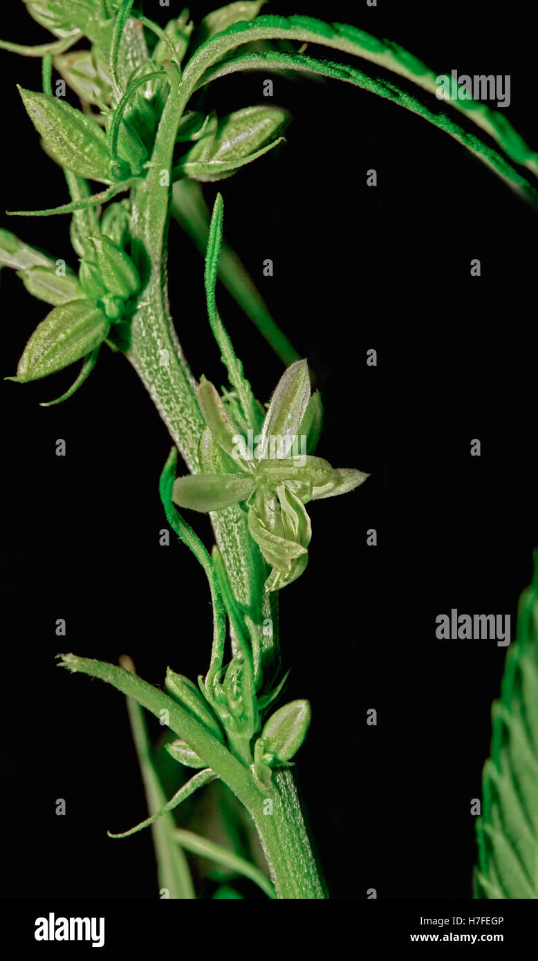 Blüte von Hanf (Cannabis) auf schwarzem Hintergrund Stockfoto