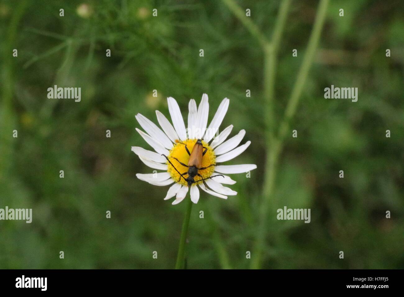Gold Bug oder Insekt auf Blume in hoher Auflösung verfügbar und verschiedenen Größen entsprechend die Anforderungen Ihres Projekts Stockfoto