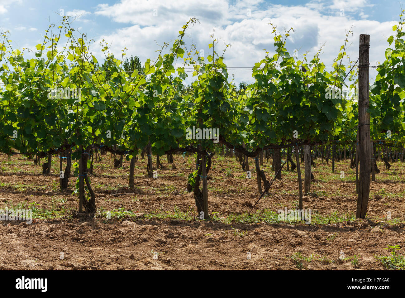 Weinberg - grüne Weinbau unter bewölktem Himmel, Tokaj, Ungarn, Europa Stockfoto