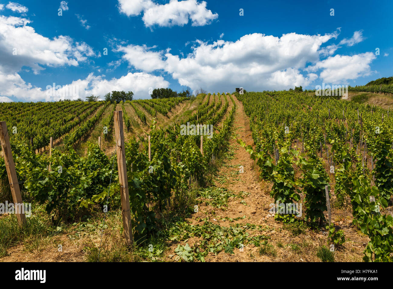 Weinberg - grüne Weinbau unter blauen Wolkenhimmel, Tokaj, Ungarn, Europa Stockfoto