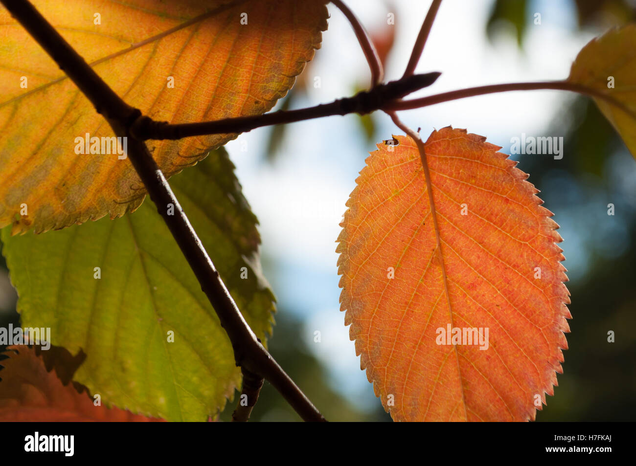 Grüne, gelbe und goldene Blätter im Herbst Stockfoto