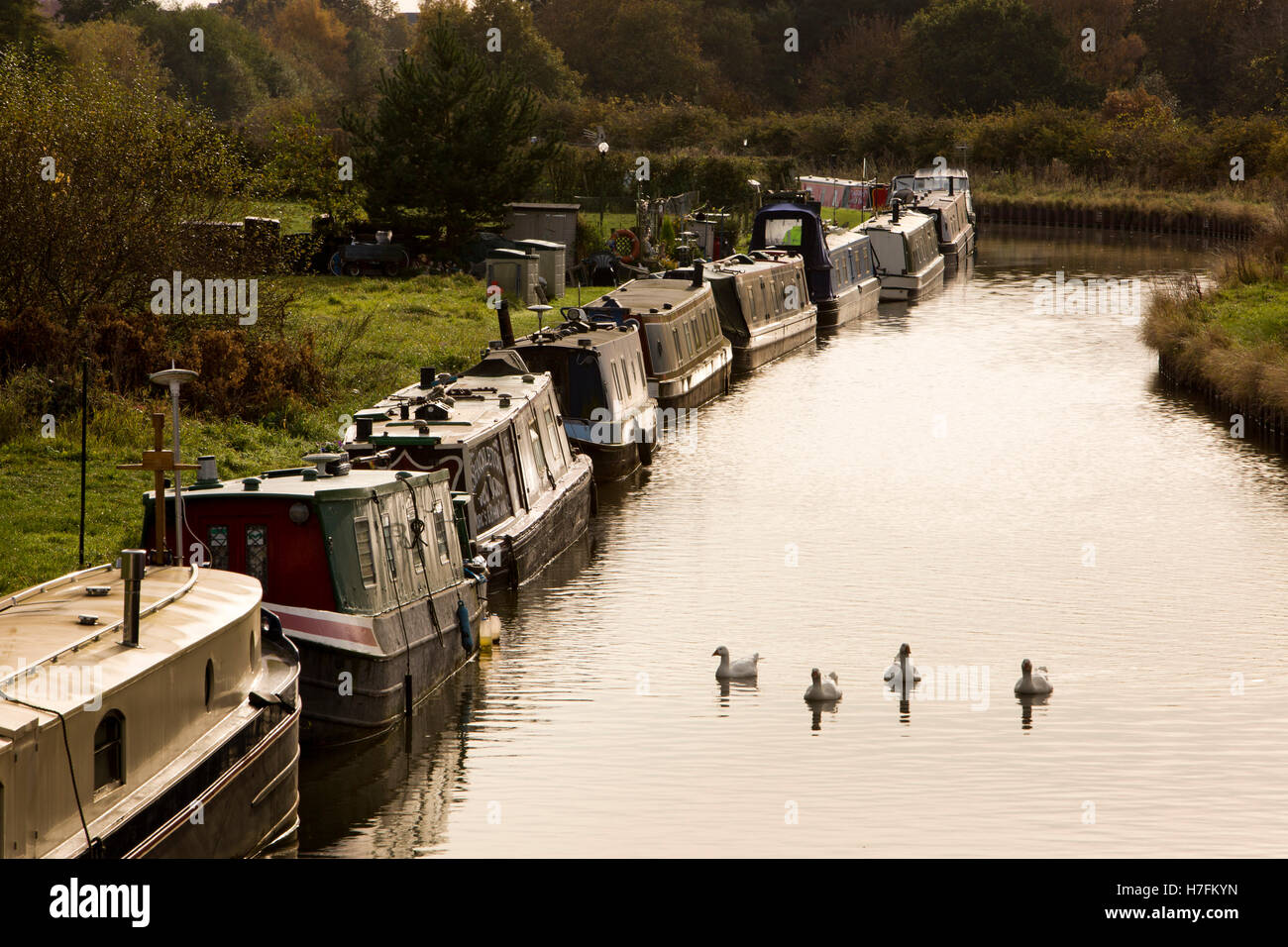 Großbritannien, England, Cheshire, Sandbach, Moston, Trent und Mersey Kanal, Herbst, Narrowboats vor Anker am Leinpfad Stockfoto