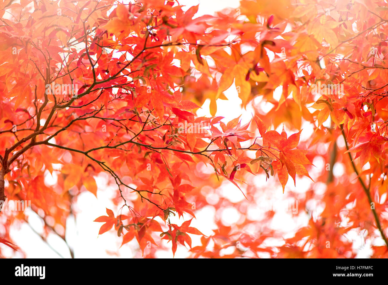 Japanischer Ahorn Orange Herbstlaub Stockfoto
