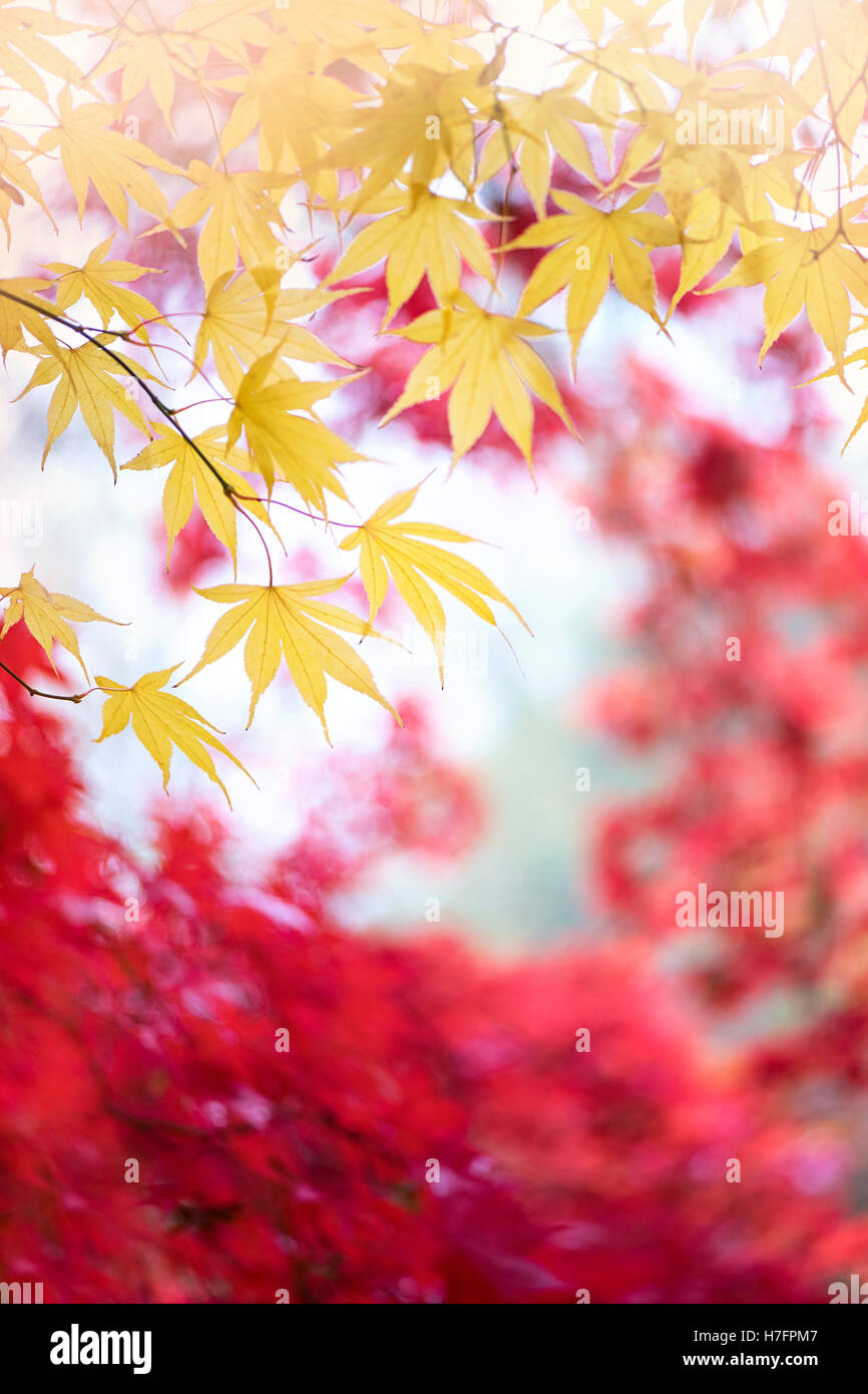 Blätter im Herbst gelb gefärbten Acer Stockfoto