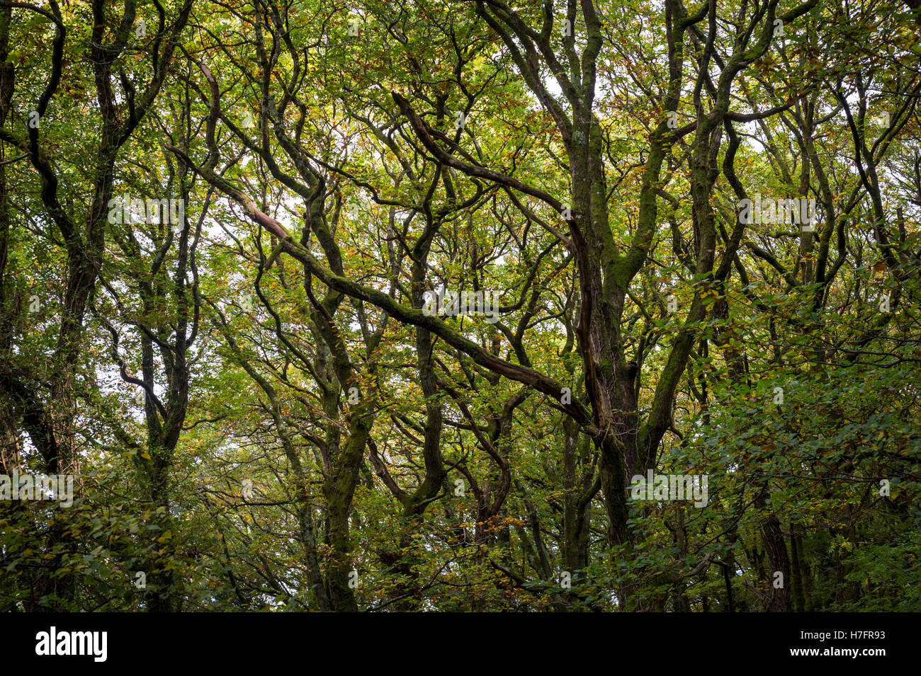 Herbstlaub auf Traubeneichen Eichen, Bridford Wood, Dunsford, Devon, UK. Stockfoto