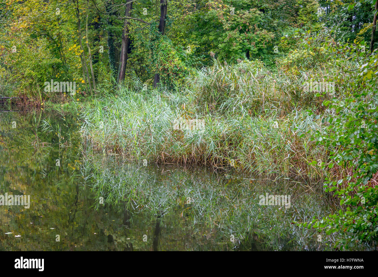 Herbstlichen Wald und ruhigen See Ufer wechselnde Farben Stockfoto