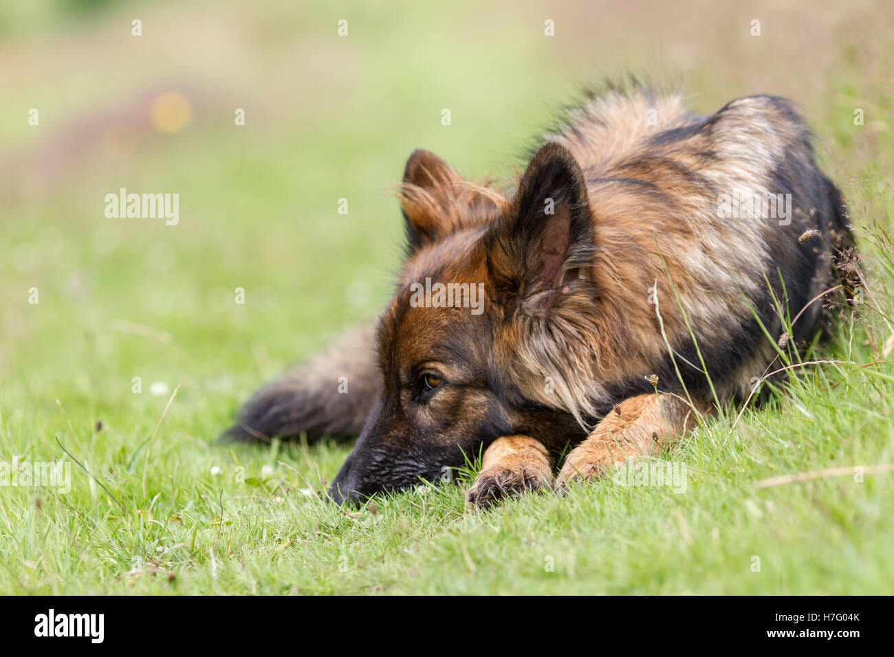 Deutscher Schäferhund-Hund-elsässischen gelegt auf dem Rasen schauen gelangweilt mit dem Kopf ruht auf seinen Pfoten. Stockfoto