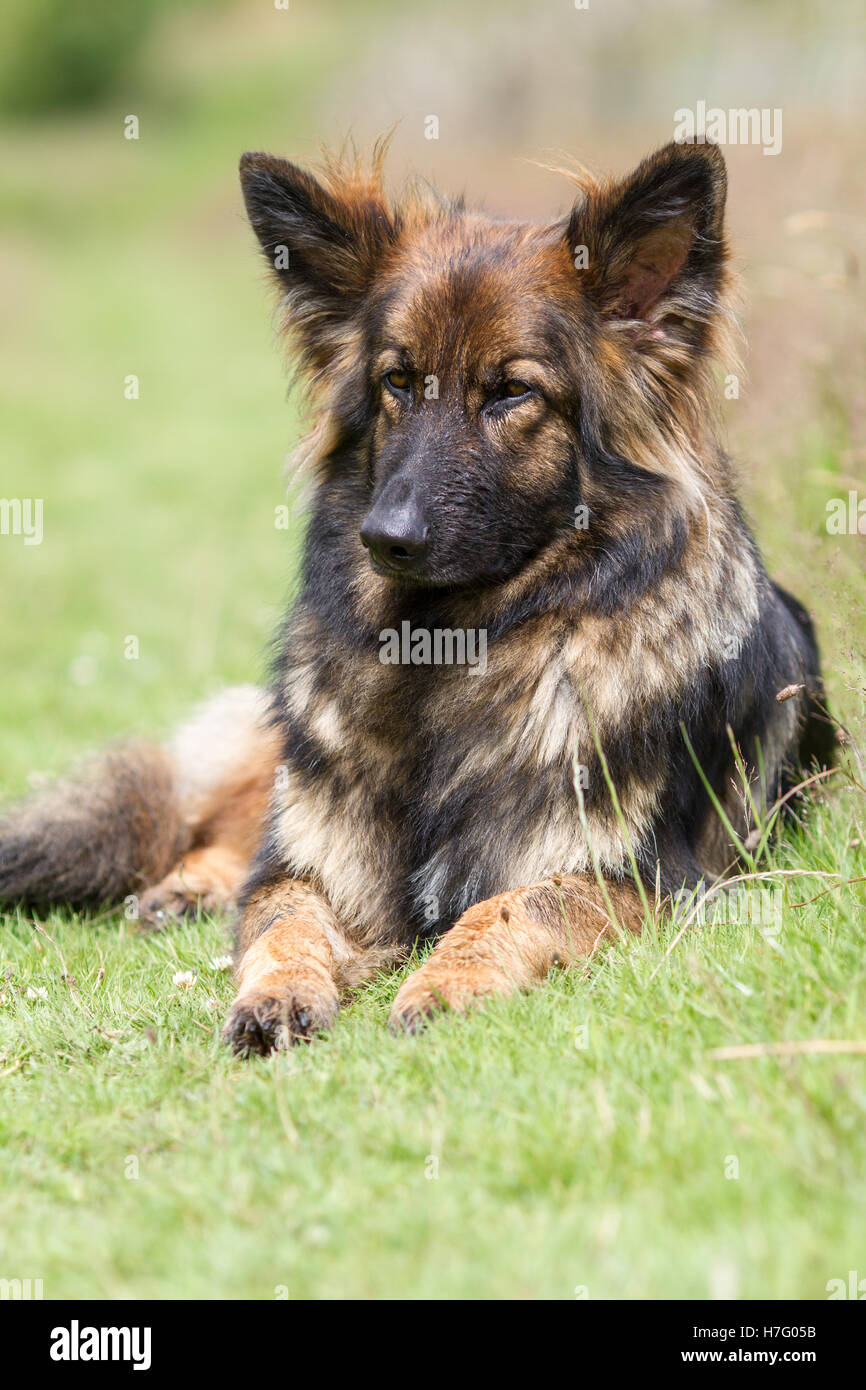 Große kuschelige Elsässer Deutscher Schäferhund auf dem Rasen genommen in Hochformat Stockfoto