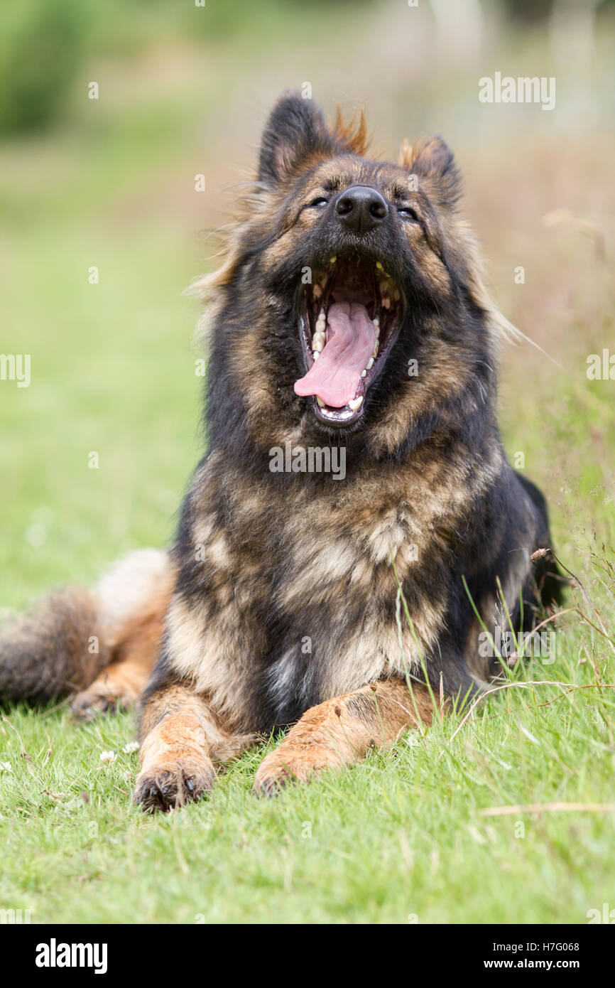 Deutscher Schäferhund-Hund-elsässischen gelegt auf dem Rasen Mitte Gähnen, genommen in Hochformat kann man seine Zähne. Stockfoto