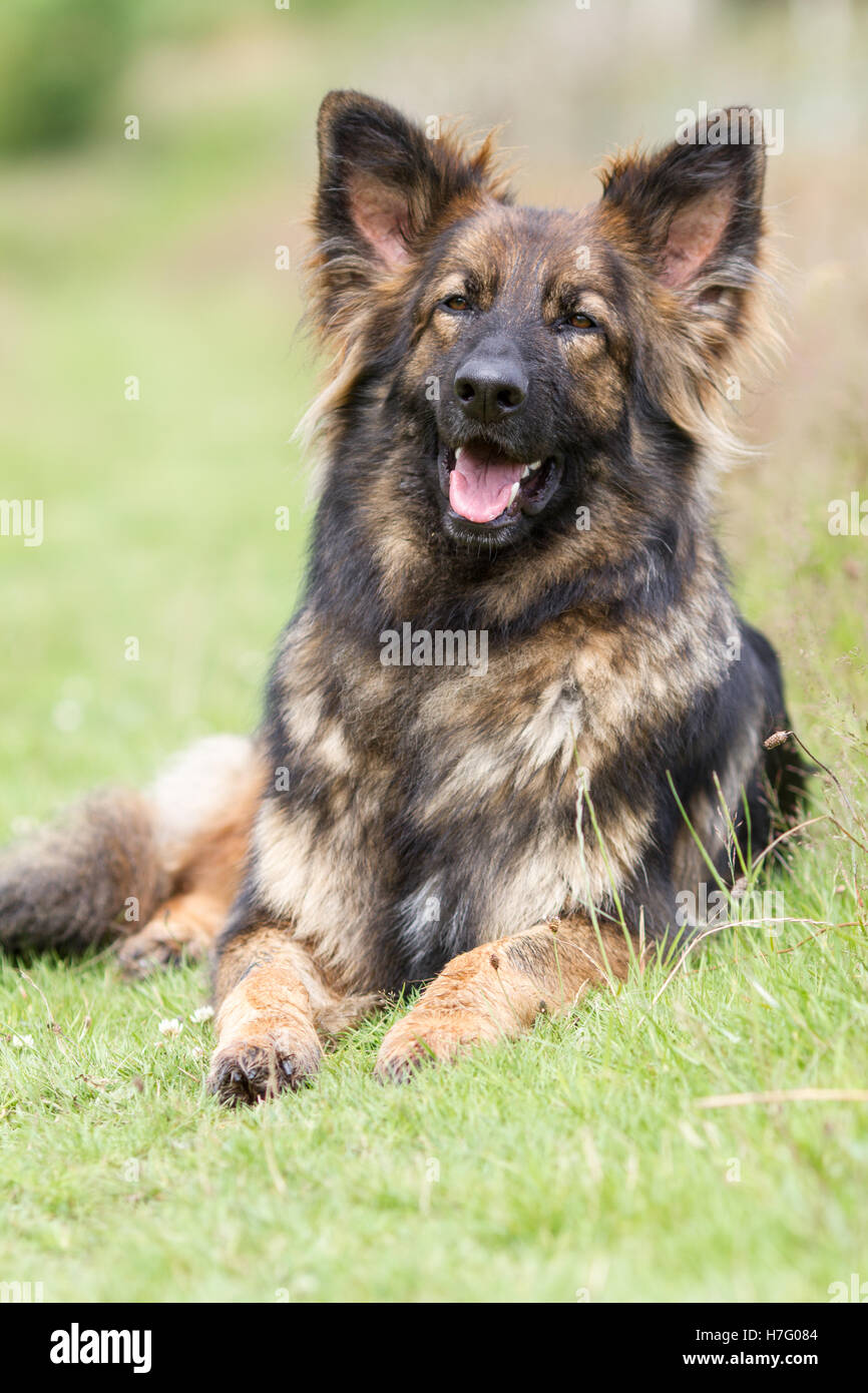 Großer kuschelig Hund Gras mit seine Zunge heraus und Ohren aufgelegt Stockfoto