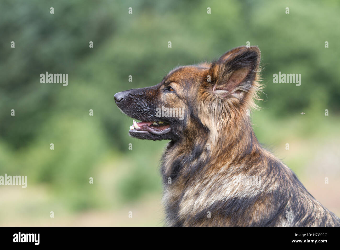 Ein großer deutscher Schäferhund außerhalb Kopf Seitenansicht, er ist braun und schwarz Stockfoto