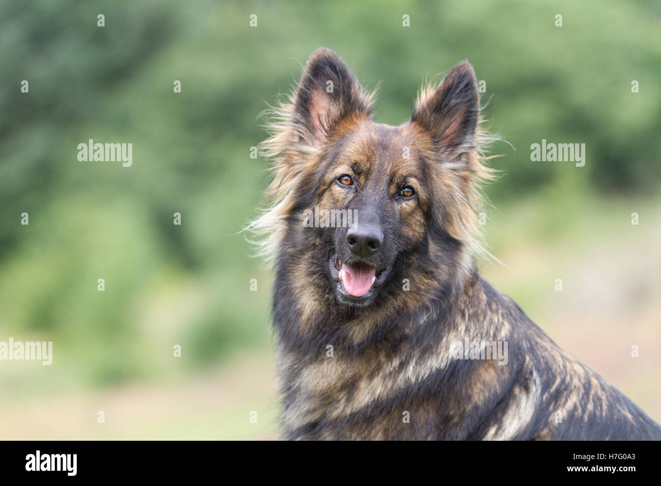 Große braune schwarz Zobel gefärbt Deutscher Schäferhund in die Kamera schaut Stockfoto