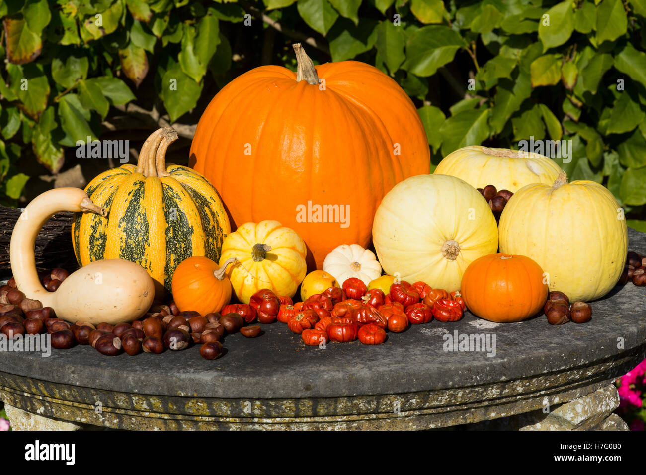 Anordnung der herbstlichen Dekorative Kalebassen (Kürbis), Kürbis (Kürbis) und Nüssen, im Herbst. VEREINIGTES KÖNIGREICH. Stockfoto