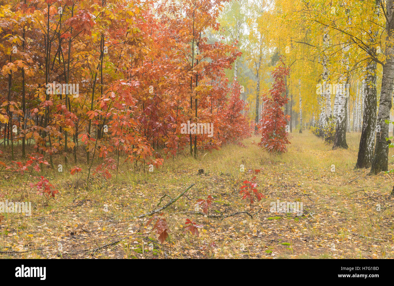 Herbstliche Landschaft in feuchten Ahorn und Birke Wald in der Ukraine Stockfoto