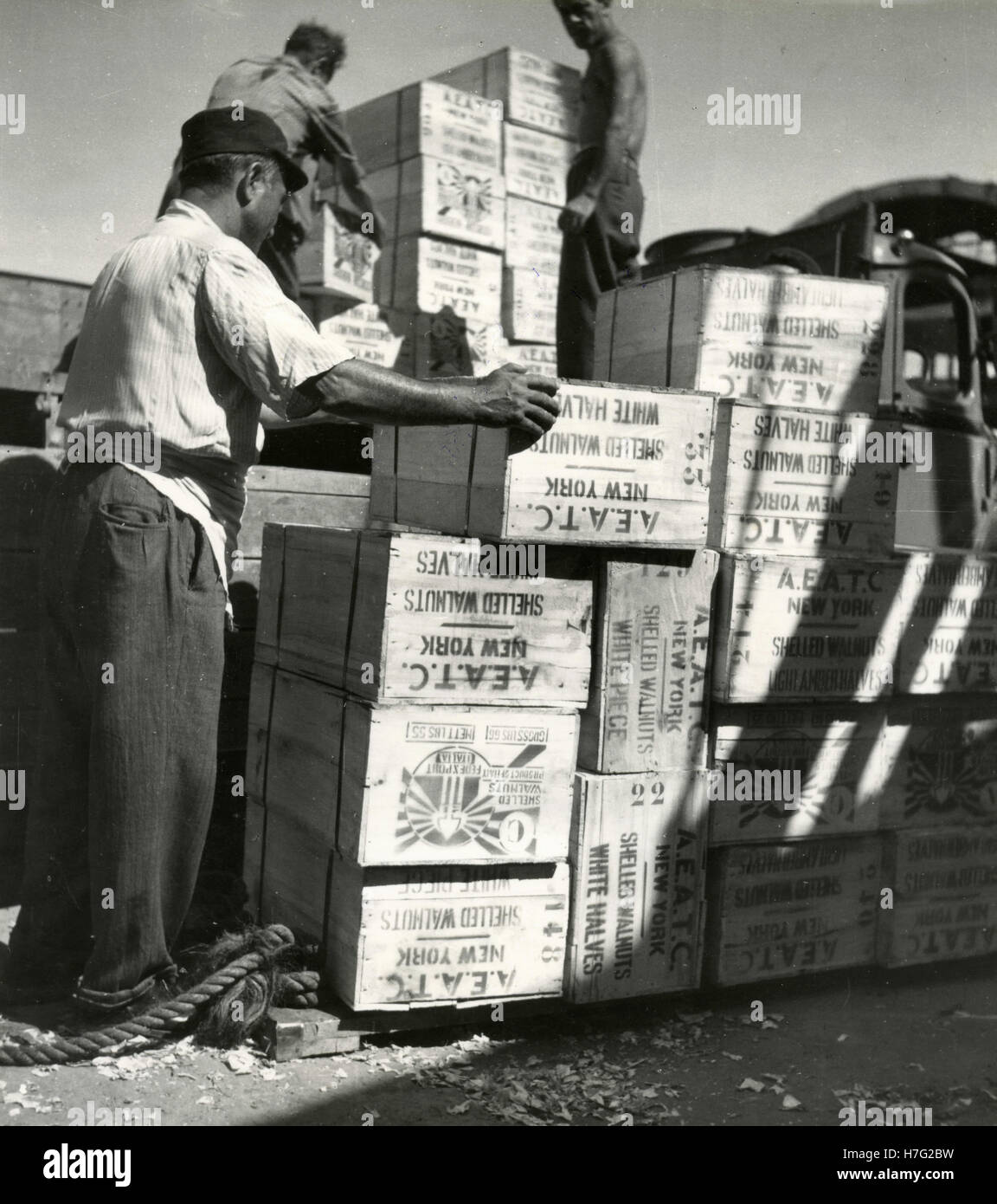 Männer bei der Arbeit laden Kisten mit Walnüssen, Italien Stockfoto