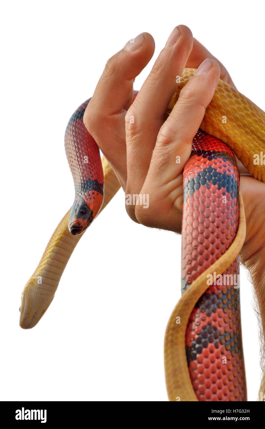 paar Colubrid schlängelt sich in meiner hand Stockfoto