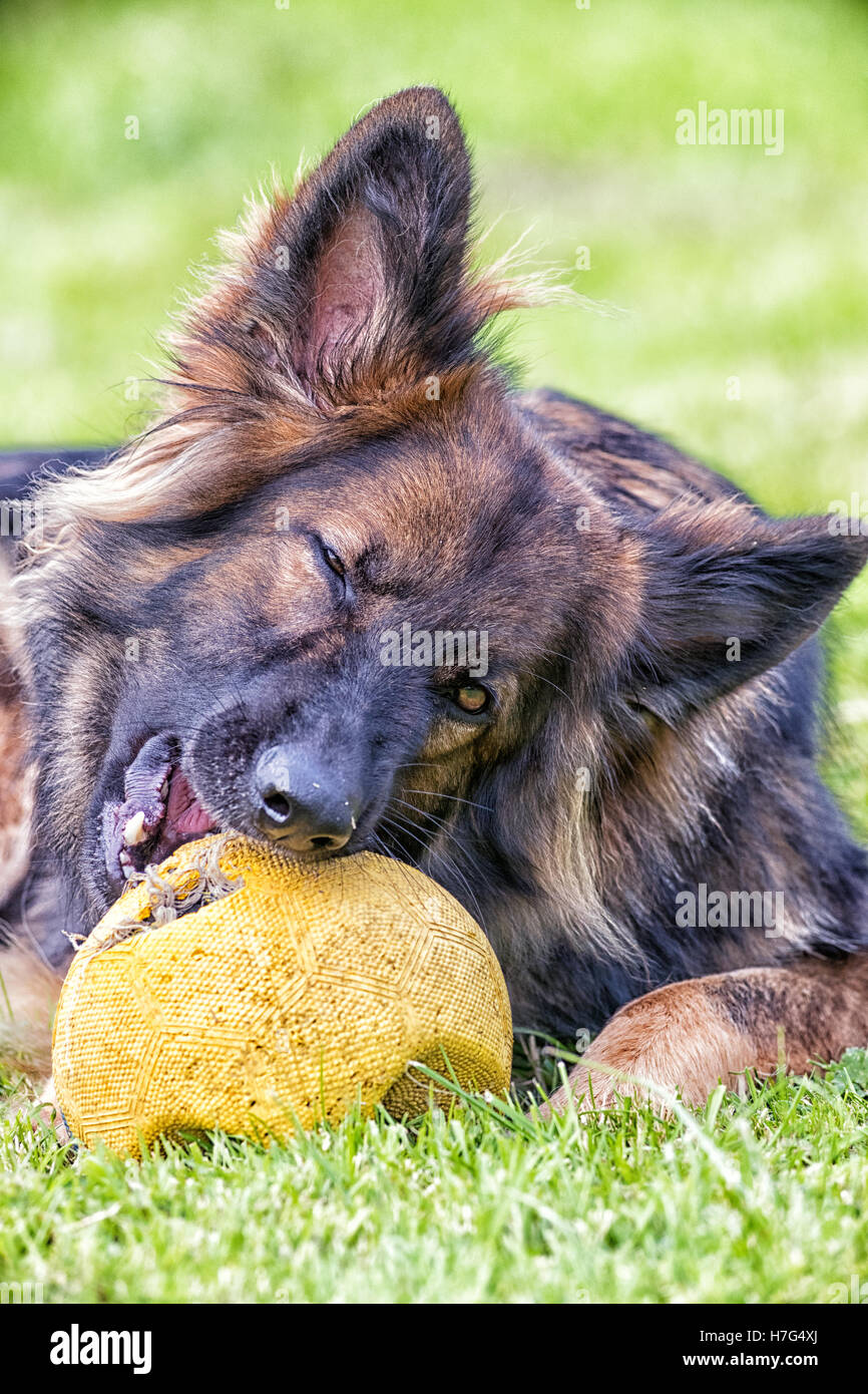 Großer Hund kauen großen Fußball, während Sie auf dem Rasen Stockfoto