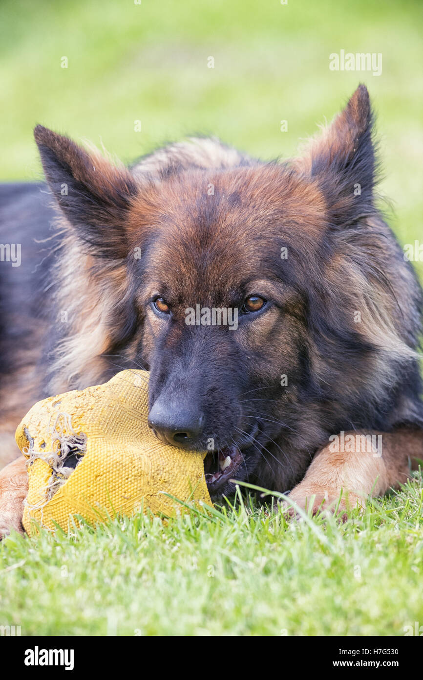 Großer Hund kauen großen Fußball, während Sie auf dem Rasen Stockfoto