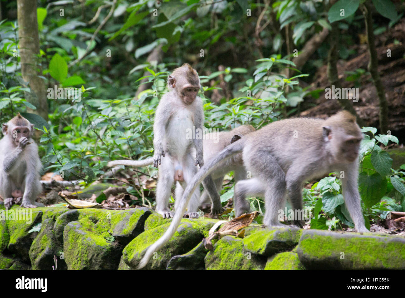 Affenwald Ubud Bali Indonesien Stockfoto