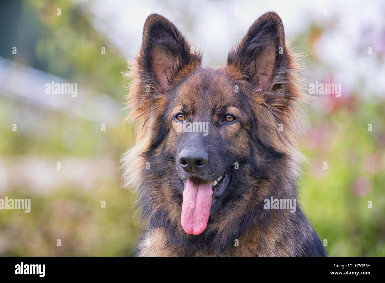 Großer Hund mit seiner Zunge heraus freien Blick in die Kamera Stockfoto